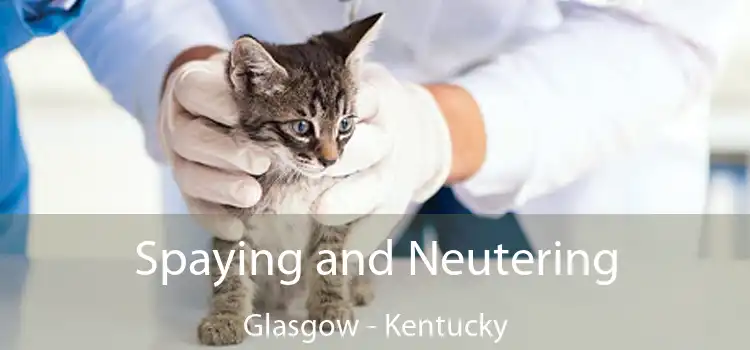 Spaying and Neutering Glasgow - Kentucky