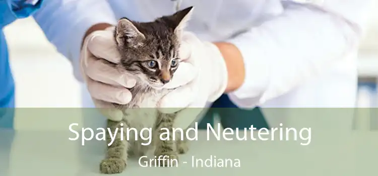 Spaying and Neutering Griffin - Indiana