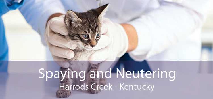 Spaying and Neutering Harrods Creek - Kentucky