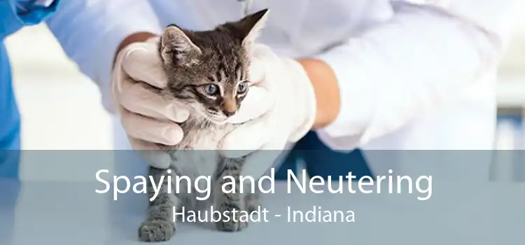 Spaying and Neutering Haubstadt - Indiana