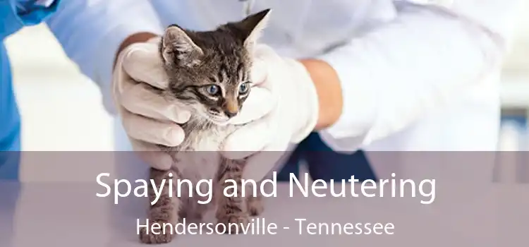 Spaying and Neutering Hendersonville - Tennessee