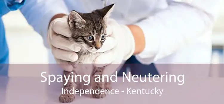 Spaying and Neutering Independence - Kentucky