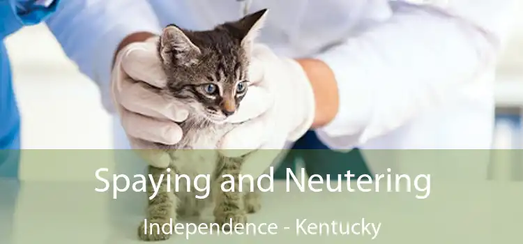 Spaying and Neutering Independence - Kentucky