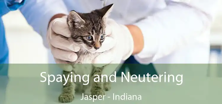 Spaying and Neutering Jasper - Indiana
