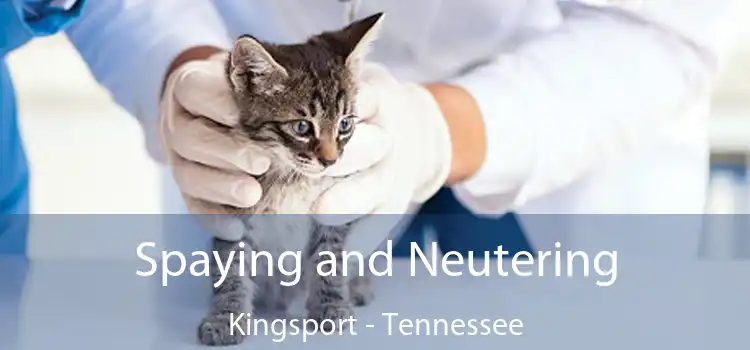 Spaying and Neutering Kingsport - Tennessee