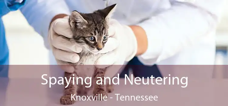 Spaying and Neutering Knoxville - Tennessee