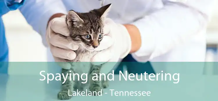 Spaying and Neutering Lakeland - Tennessee