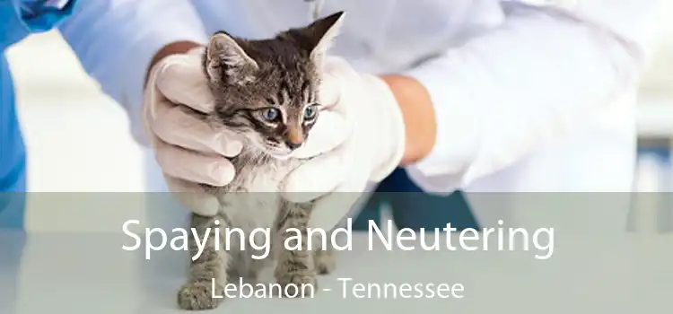 Spaying and Neutering Lebanon - Tennessee