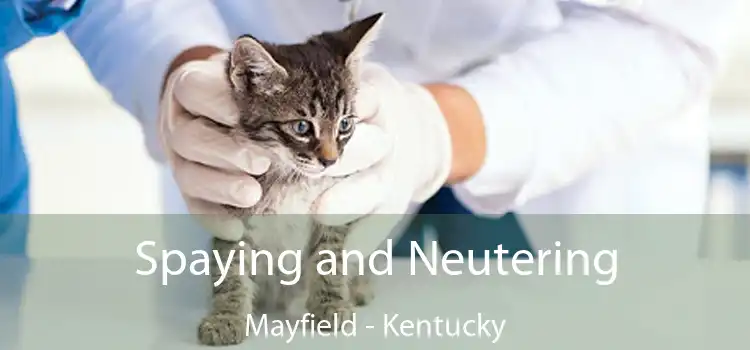 Spaying and Neutering Mayfield - Kentucky