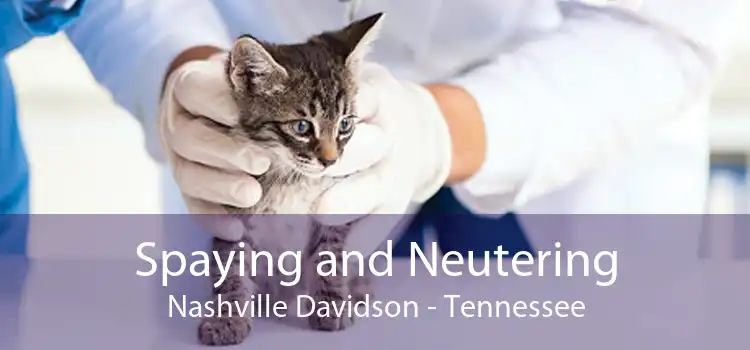 Spaying and Neutering Nashville Davidson - Tennessee