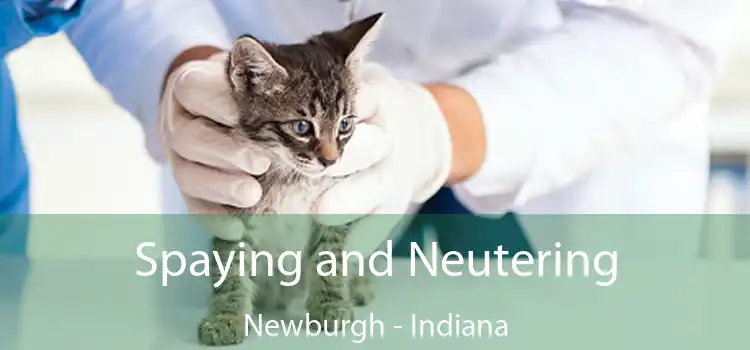 Spaying and Neutering Newburgh - Indiana