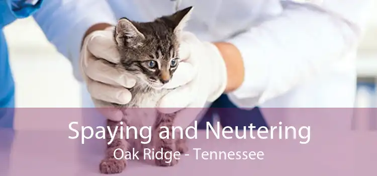 Spaying and Neutering Oak Ridge - Tennessee