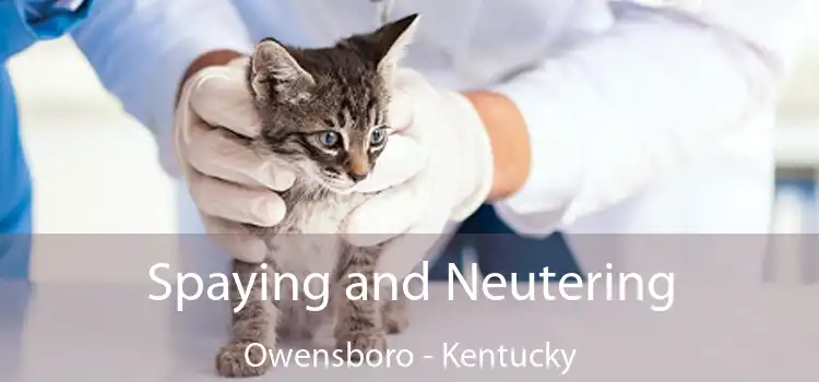 Spaying and Neutering Owensboro - Kentucky