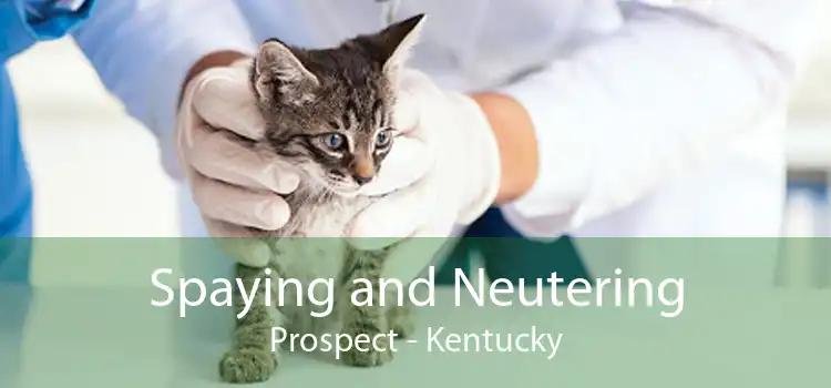 Spaying and Neutering Prospect - Kentucky