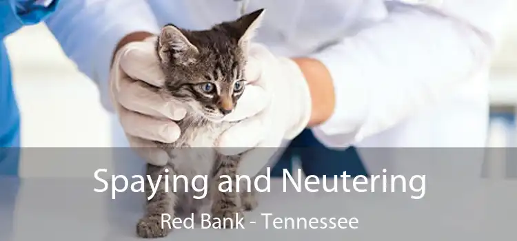 Spaying and Neutering Red Bank - Tennessee