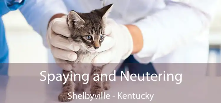 Spaying and Neutering Shelbyville - Kentucky