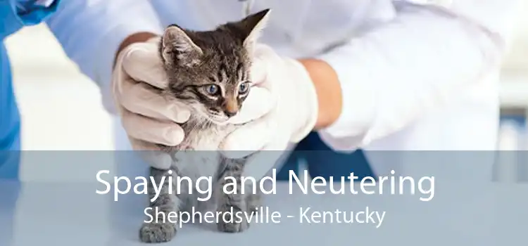 Spaying and Neutering Shepherdsville - Kentucky