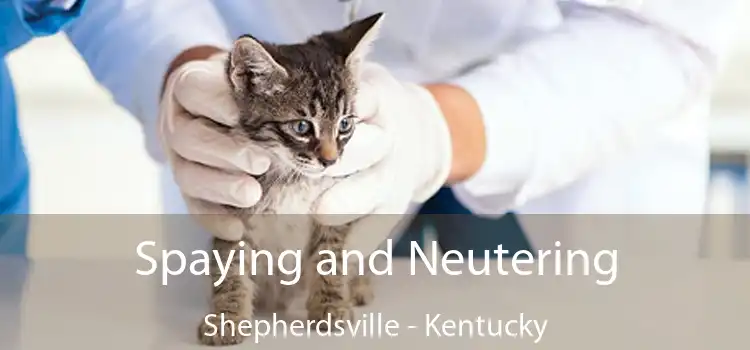 Spaying and Neutering Shepherdsville - Kentucky