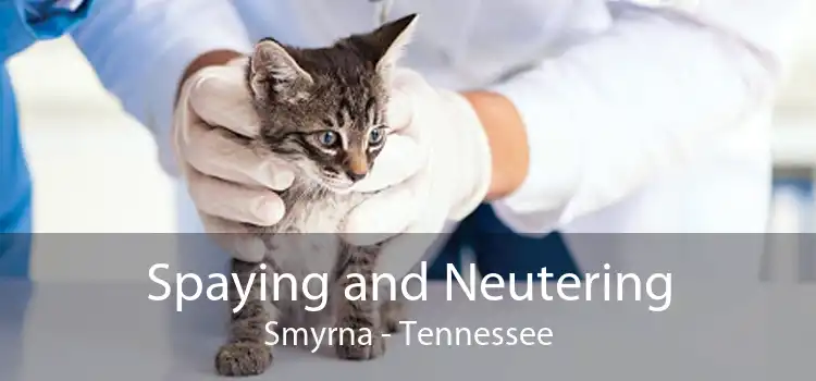 Spaying and Neutering Smyrna - Tennessee