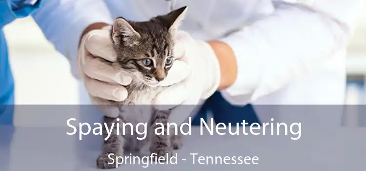 Spaying and Neutering Springfield - Tennessee