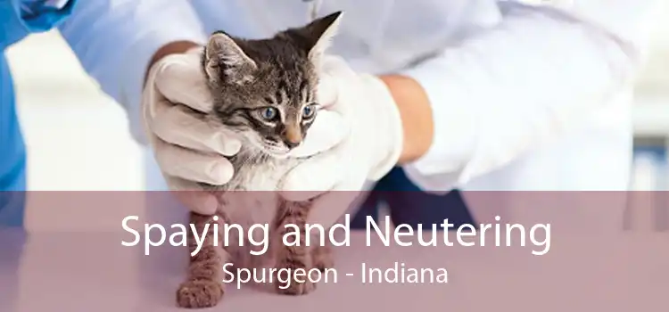 Spaying and Neutering Spurgeon - Indiana