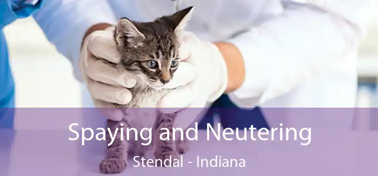 Spaying and Neutering Stendal - Indiana