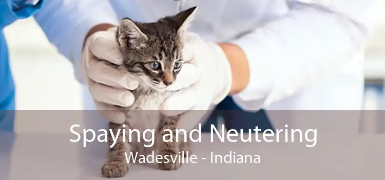 Spaying and Neutering Wadesville - Indiana