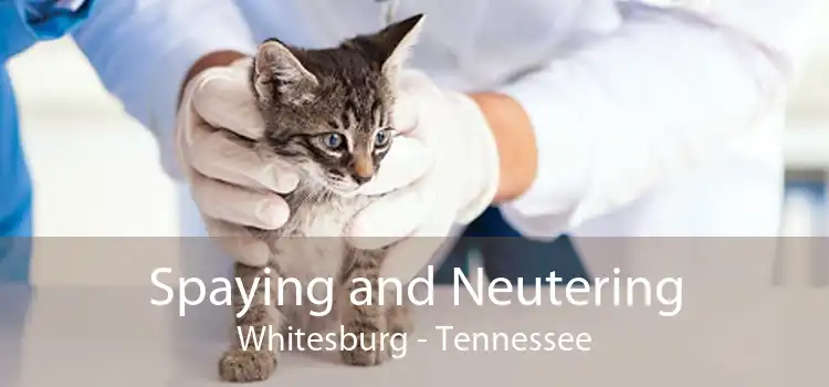 Spaying and Neutering Whitesburg - Tennessee