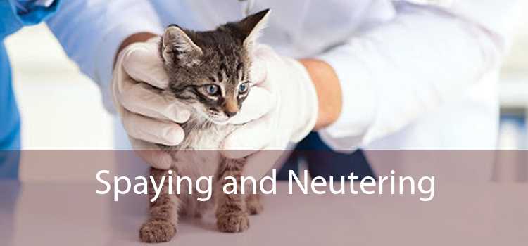 Spaying and Neutering 