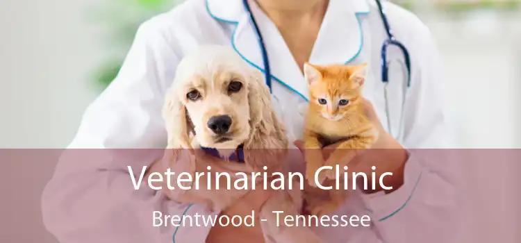 Veterinarian Clinic Brentwood - Tennessee