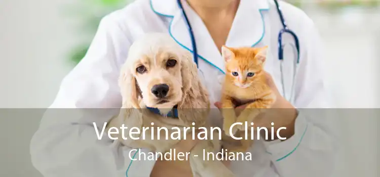 Veterinarian Clinic Chandler - Indiana