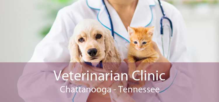 Veterinarian Clinic Chattanooga - Tennessee
