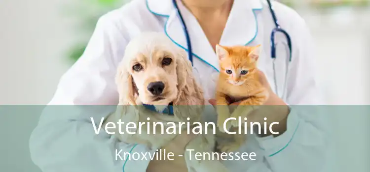 Veterinarian Clinic Knoxville - Tennessee
