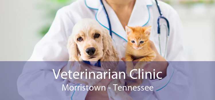 Veterinarian Clinic Morristown - Tennessee