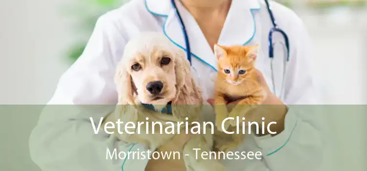 Veterinarian Clinic Morristown - Tennessee
