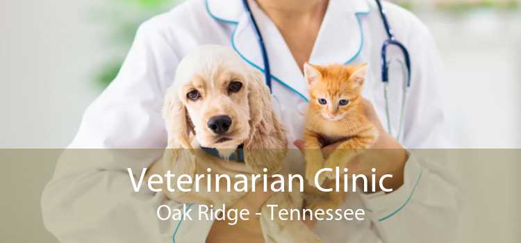 Veterinarian Clinic Oak Ridge - Tennessee