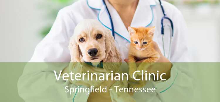 Veterinarian Clinic Springfield - Tennessee