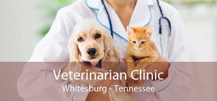 Veterinarian Clinic Whitesburg - Tennessee