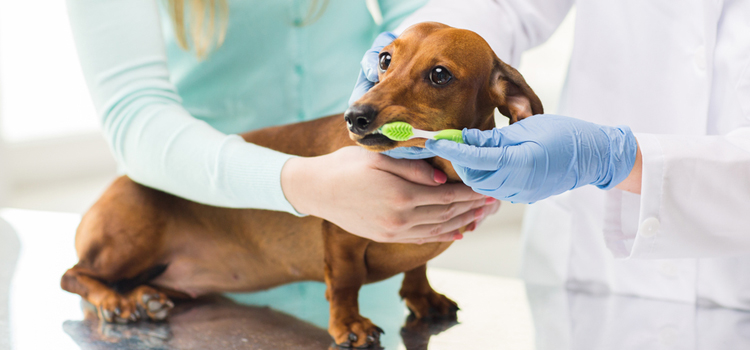 animal hospital nutritional guidance in Spring Hill