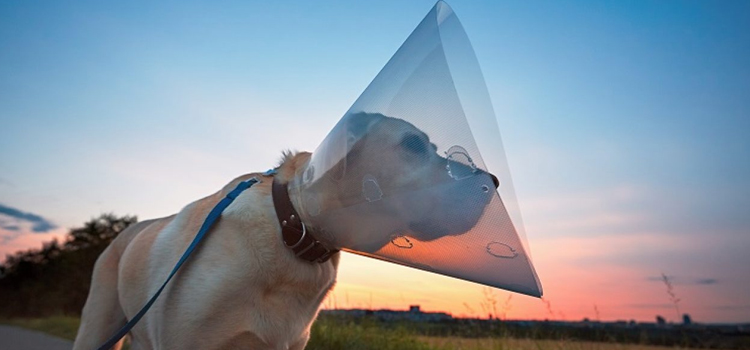animal hospital nutritional advisory Spaying And Neutering inÂ Bristol