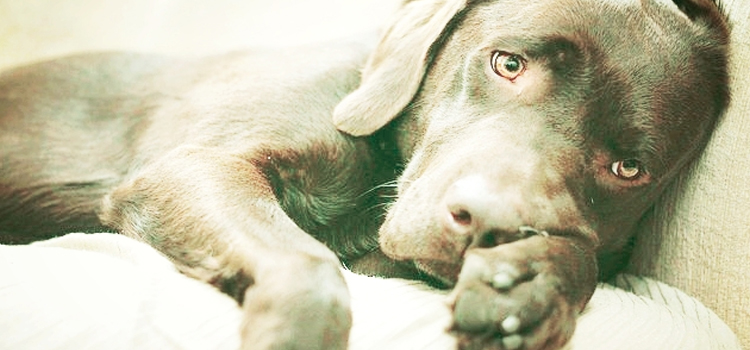 animal hospital nutritional guidance in Fall Branch