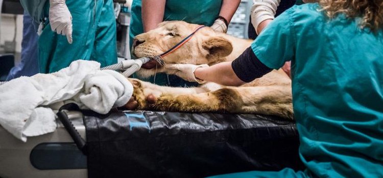 animal hospital nutritional advisory in French Lick